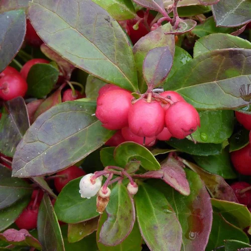 Facile dehors:Gaultheria - Le panier déco