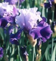Une solution pour le jardin:Iris des Jardins - Le pot de 10,5 cm
