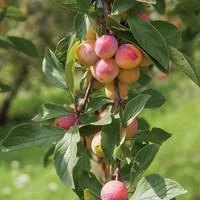 Mon jardin：Prunier Reine Claude Doree. En racine nue, forme 1/2 tige