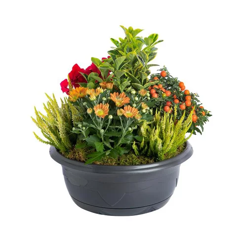 Jardin pratique：Composition d'extérieur mélange orange rouge - La coupe de 40 cm