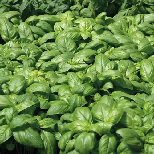 Pour transformer votre jardin:Basilic Grand Vert Bio. Le pot de 9x9 cm