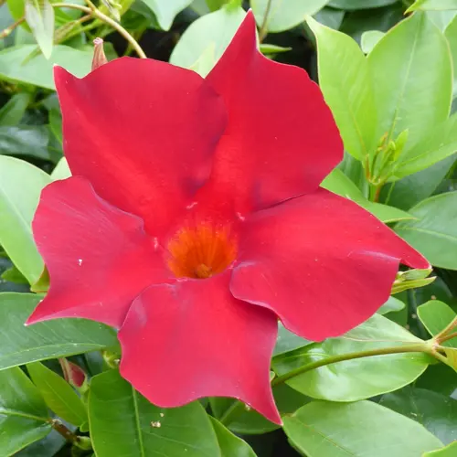 Extérieur tendance:Dipladenia Rouge. Le pot de 9x9 cm