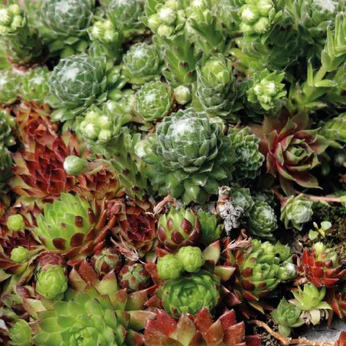 Facile à intégrer au jardin:Joubarbe Hybride - Le pot de 9 x 9 cm