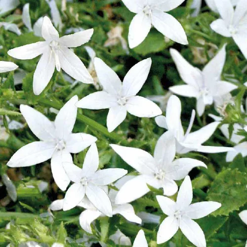 Jardin bien-être:Campanula Get Me blanche - Le pot de 10.5 cm