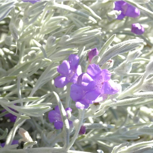Jardin extérieur:Eremophylla nivea - Le pot de 2,5 litres