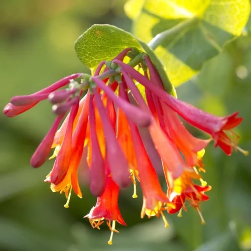 Nature facile:Chevrefeuille DROPMORE SCARLET. Le pot de 3 litres