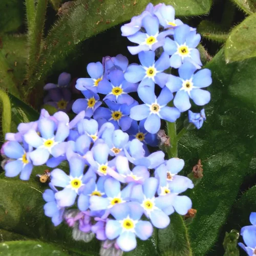 Jardin chez vous：Myosotis bleu. Les 6 plants en barquette
