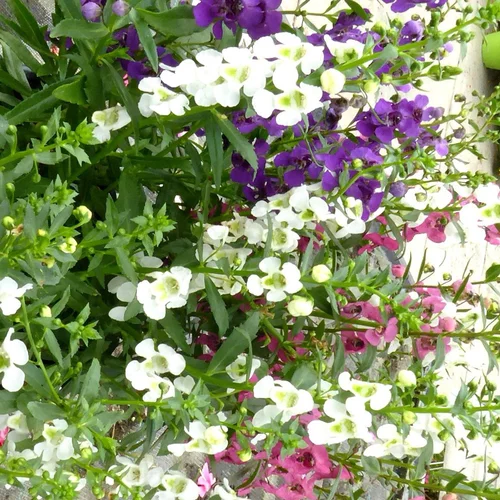 Idéal pour l’extérieur：Angelonia. Le pot de 4,5 litres