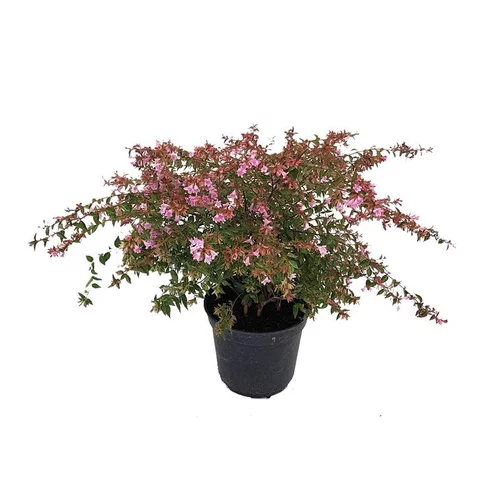 Confort nature：ABELIA EDWARD GOUCHER.C 5