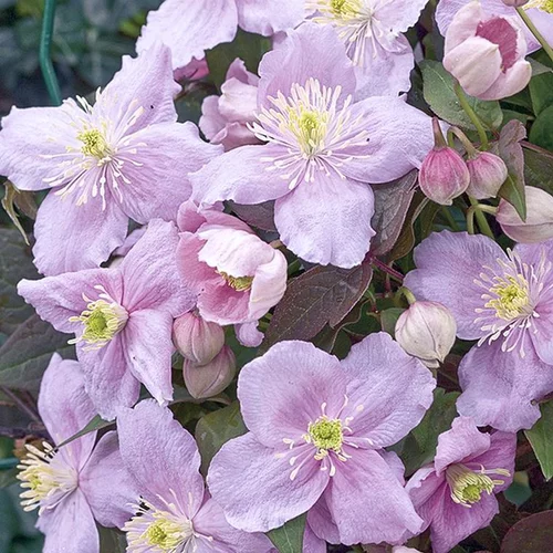 Une solution adaptée au jardin：CLEMATITE MONTANA MAYLEEN. Le pot de 3 litres