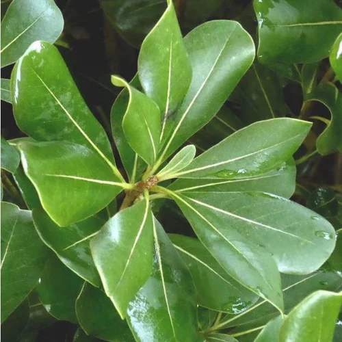 Esprit extérieur：Pittosporum Tobira. Le pot de 60 litres