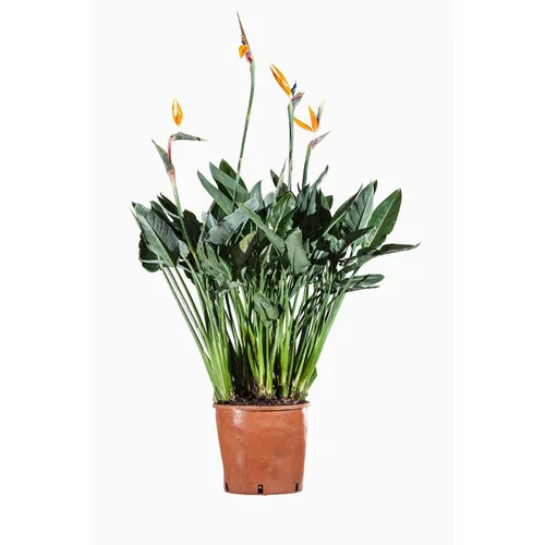 Autour du jardin：Strelitzia Augusta ou Oiseau de paradis 80/100 cm. Le pot de 15 litres