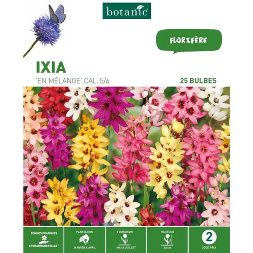 Loisirs jardin：Ixia mélange botanic® - 25 bulbes