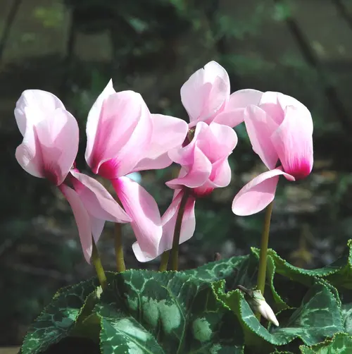 Solution extérieure:Mini Cyclamen. Le pot de 9 cm