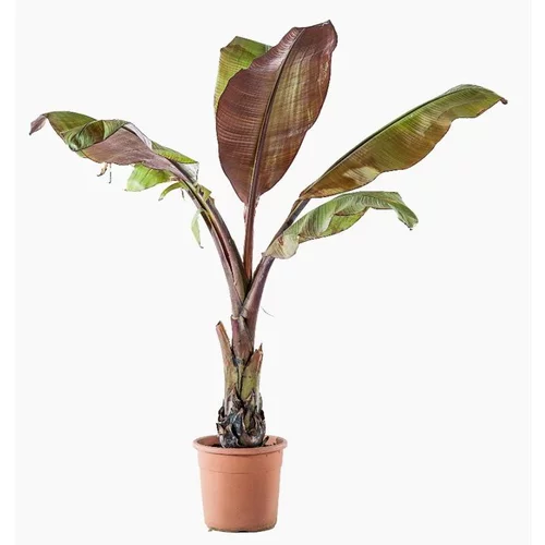 Sélection pour le jardin：Ensete Ventricosum Maurelii (Bananier d’Abyssinie) XL en pot de 16 L vert