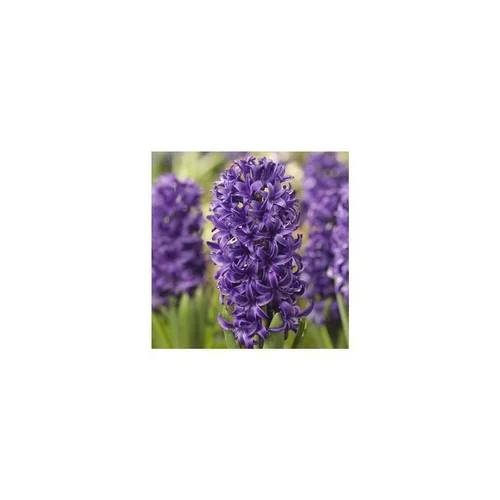 Idée au jardin：Jacinthe grande coupe - La coupe