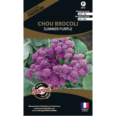 Graines potagères premium chou (Brocolis summer purple)