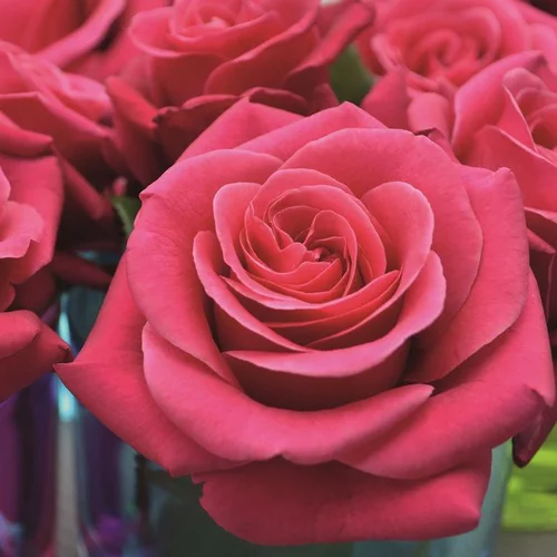 Jardin malin：Rosier Crazy Pink Voluptia rose. Le pot de 5 litres
