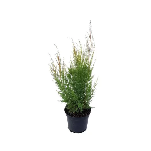 Pour organiser le jardin:Tamaris d’été (Tamarix Pentandra Rubra). Le pot de 5 litres