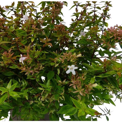 Jardin et confort:Abélia Grandiflora Kaleidoscope 30/40. Le pot de 5 litres