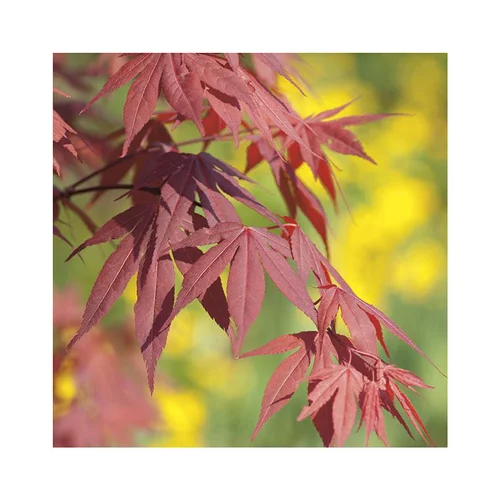 Déco jardin：Erable du Japon (ACER PALMATUM FIRE GLOW ) Le pot de 50 litres