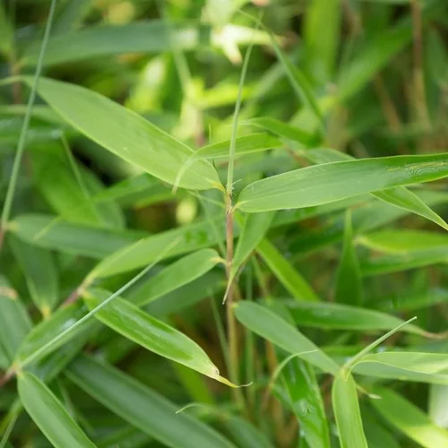 Jardin passion：Bambou Fargesia Robusta Pingwu. Le pot de 12 litres