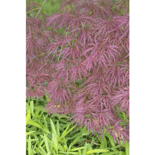 Maison et extérieur:Erable du Japon (ACER PALMATUM DISSECTUM GARNET ) Le pot de 110 litres