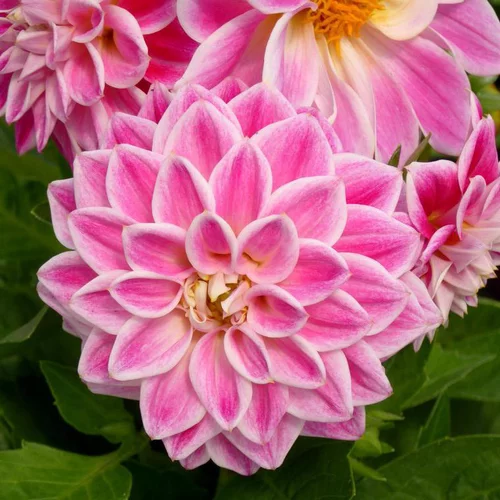 Une sélection pensée pour le jardin：Dahlia à fleurs multicolores - La barquette de 6 plants