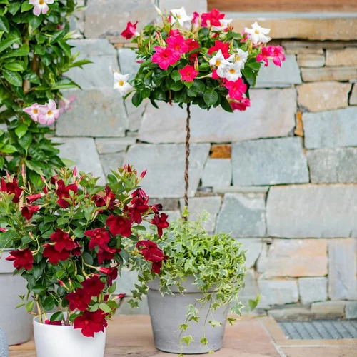 Sélection nature:Dipladénia mini tige - Le pot de 4 litres