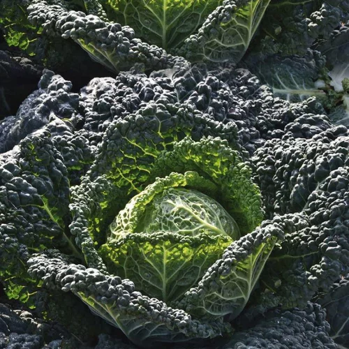 Bien pensé extérieur：Chou De Milan Cantasa Bio. La barquette de 3 plants