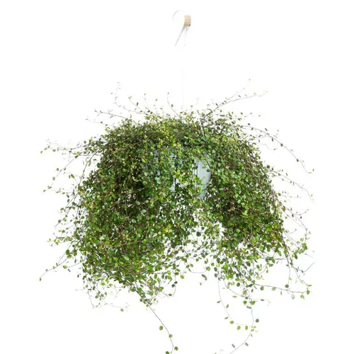 Pour un jardin à votre image：Mulenbeckia - La suspension