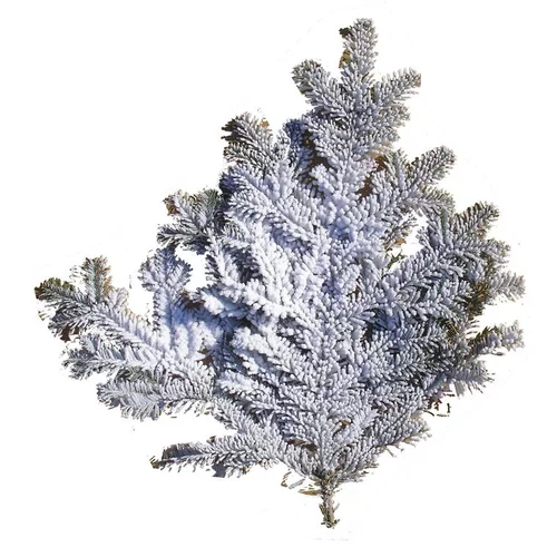 Bien au jardin：Branche de sapin Nordmann enneigée blanche pour décoration de Noël - 60/80 cm