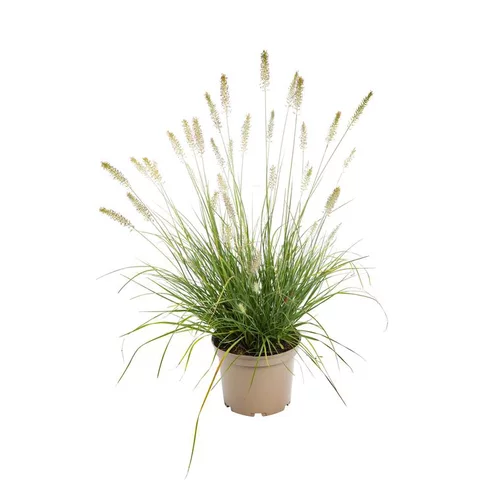 Extérieur moderne：Herbe aux écouvillons - Le pot de 3 litres