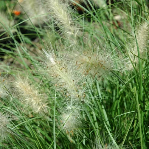 Parfait au jardin：Pennisetum Villosum - Le pot de 7 litres