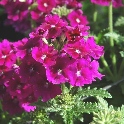 Simple dehors:Verveine érigée - La barquette de 6 plants
