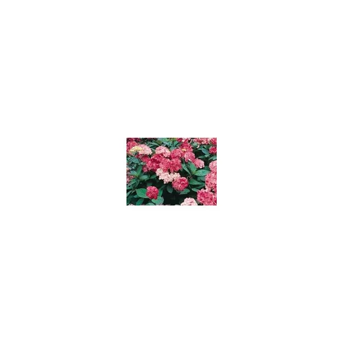 Pour vos extérieurs:Hydrangea Serrata Precioza – Pot de 5L