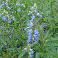 Confort pour le jardin：Salvia Uliginosa - Le pot de 7,5 litres