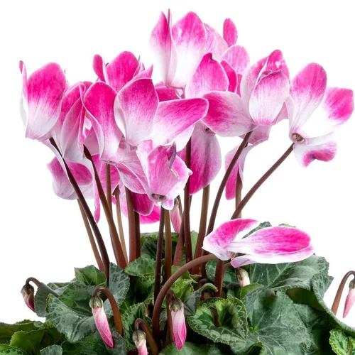 Jardin extérieur:Cyclamen Indiaka à fleurs roses - La jardinière de 40 cm