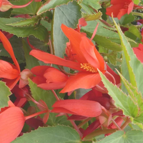 Jardin et plaisir:Bégonia Summerwings à fleurs multicolores - La suspension de 6,5 litres