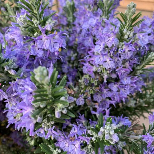 Autour du jardin:Romarin (Rosmarinus Officinalis) Repens. Le pot de 7 litres