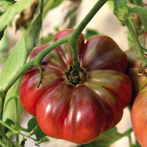 Pratique pour l’extérieur：Tomate Côtelee Purple Calabash bio. Le pot de 9 x 9 cm