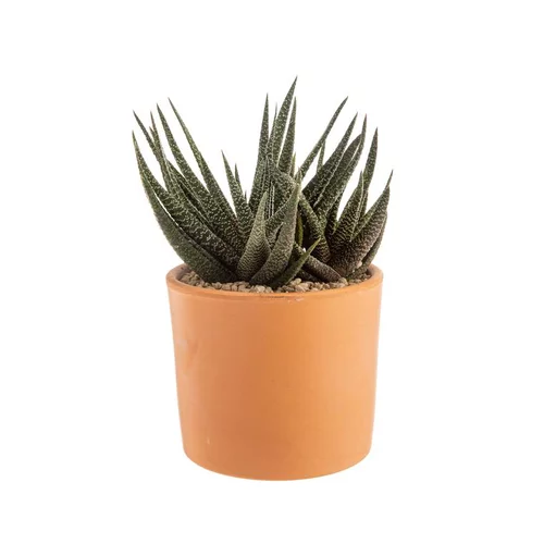 Pour votre confort en extérieur:Gasteria panachage par 18 pot terre cuite Ø20x30 cm