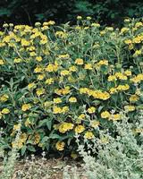 Jardin à vivre:Phlomis Russeliana - Le pot de 3 litres