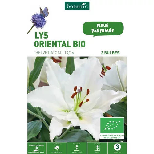 Choix malin：Lys Oriental Helvetia bio blanc botanic® - 2 bulbes