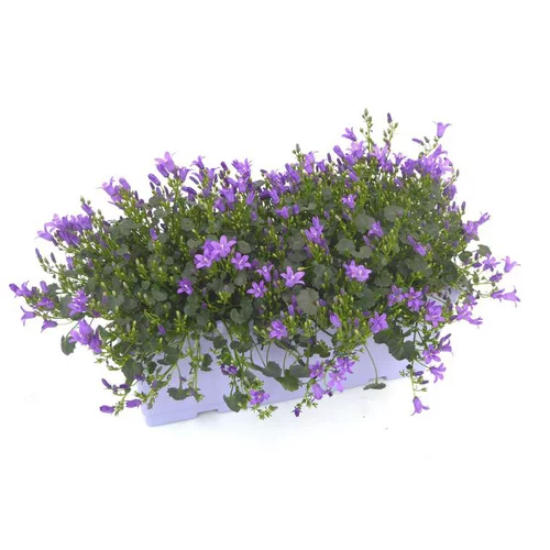 Pour profiter dehors:Campanule Addenda - La jardinière de 40 cm