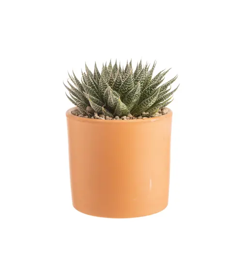 Malin jardin:Aloe aristata botanic®. Le pot en terre cuite de Ø 14 cm