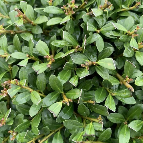 Jardin équipement:Houx crénelé vert. 110/130 cm