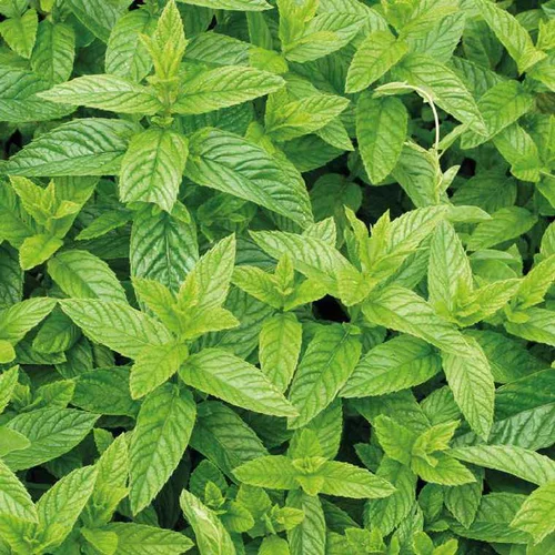 Solution simple:Menthe Marocaine Bio. Le pot de 2,5 litres