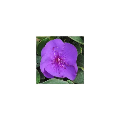 Bien au jardin：Tibouchina sur tige - Le pot de 1 litre