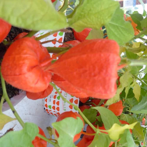 Côté jardin：Physalis - La coupe de 23 cm